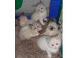 RAGDOLL KITTENS available at the end of October.Lovely....
