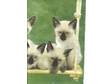 BEAUTIFUL PEDIGREE Siamese kittens for sale. To owners....