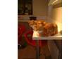 Adorable two brothers,  attractive ginger and white cats, ....