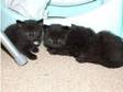 3 persian x kittens left. 2 males and 1 feamle left....