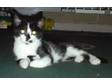 BEAUTIFUL FEMALE kitten called -Beebop ,  a cuddly , ....