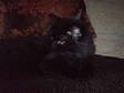 Persian Male Kitten. Handsome,  chunky,  big boy Black....