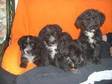 GREAT LITTER of Old english sheepdog cross puppies boys....