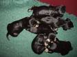 Pedigree KC Registered Miniature Schnauzer Puppies in Peterborough,  Cambs