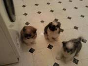 Lhaso Apso puppies for sale