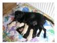 Black Labrador Puppy. Ready to leave home 23rd December....
