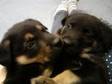 2 BEAUTIFUL PUPPIES FOR SALE,  will be ready for new....