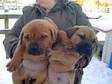 BULLMASTIFF PUPS! READY NOW,  8 weeks old,  fit,  healthy, ....