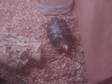 RED FOOTED Tortoise. Female,  3 years old. Comes with....