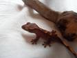 CRESTED GECKOS. 2009 Hatchlings available
