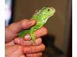 For Sale: Green Iguana   Full 4ft Setup,  1 Year Old