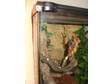 CRESTED GECKOS. 2009 Hatchlings available from the....