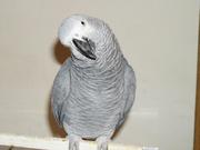 top ranking bird ready for rehoming